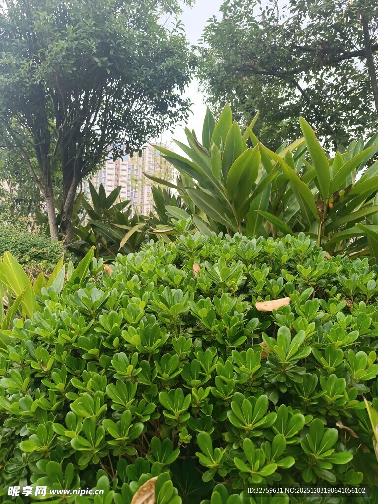 绿意盎然的繁茂植物景观