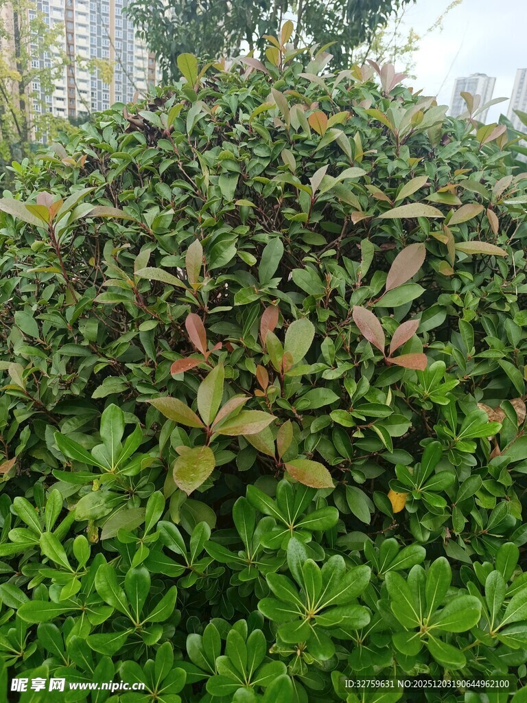 绿叶红边的繁茂灌木丛