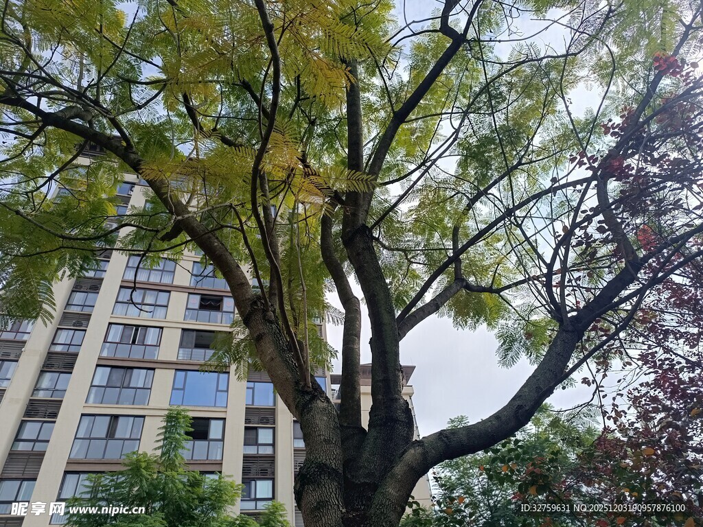 高楼旁的繁茂大树
