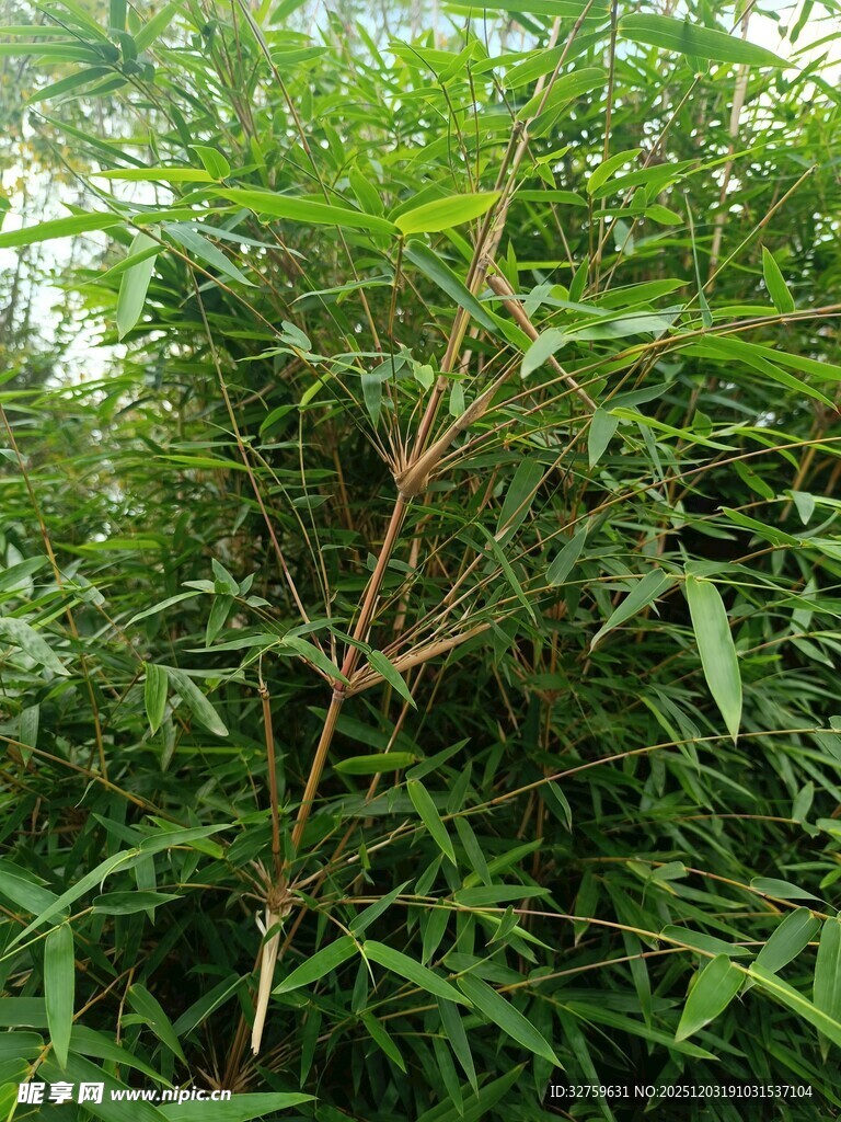 茂密绿植中的细长植物