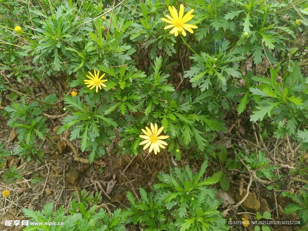 绿叶丛中的黄色小花