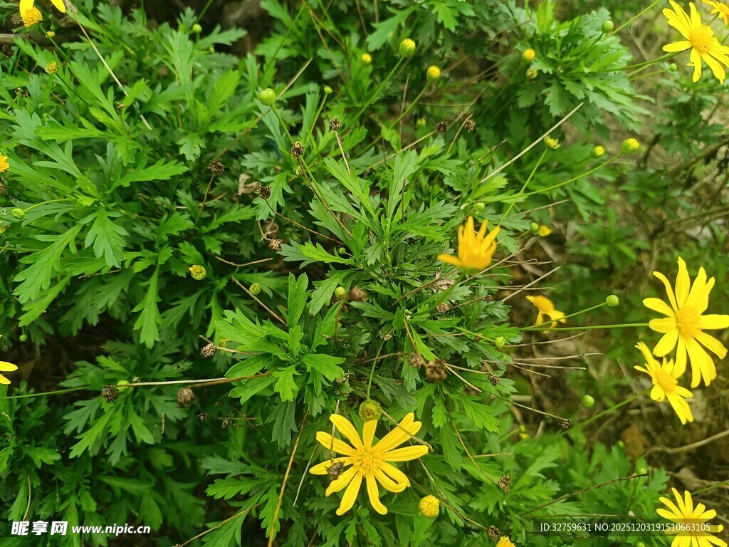 绿叶丛中的黄色小花