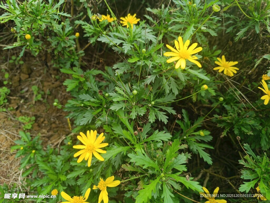黄色小花绽放于绿叶间