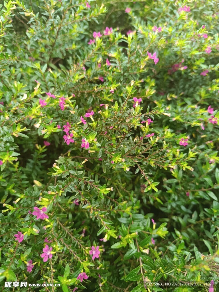 繁茂绿植中的粉色小花