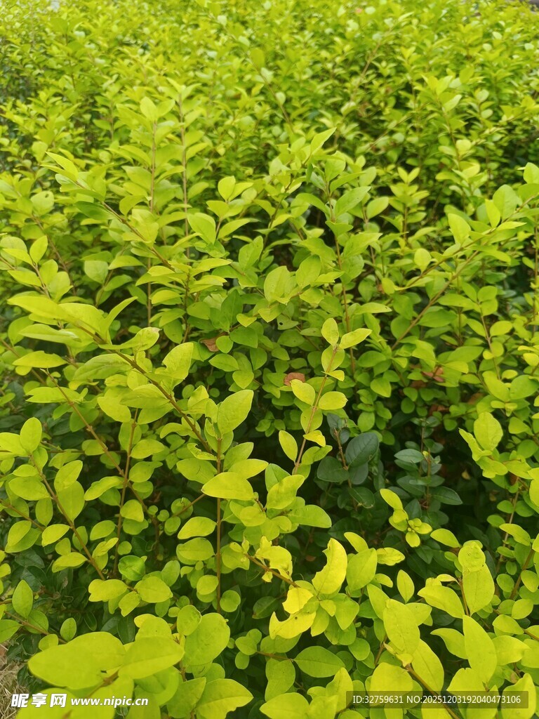 翠绿繁茂的植物景观