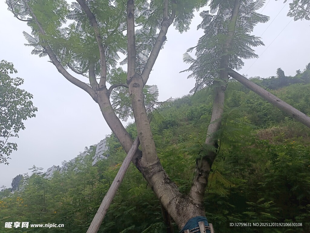 树木支撑加固现场