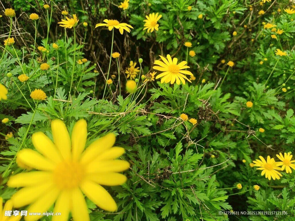 黄色小花绽放于绿叶间