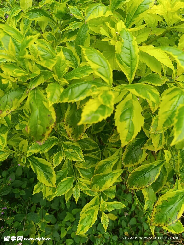 黄绿相间的繁茂植物叶片