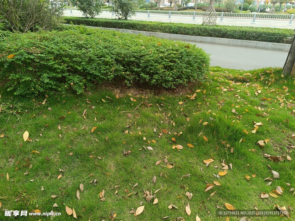 路边绿植与散落黄叶