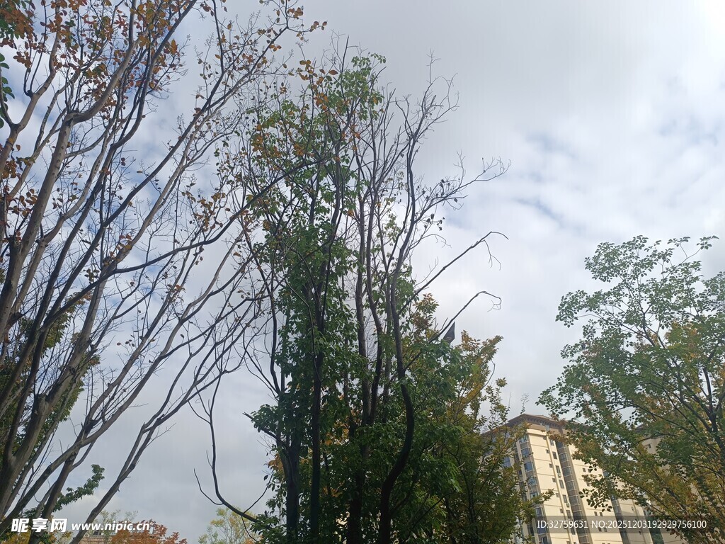 高耸树木与稀疏枝丫景观