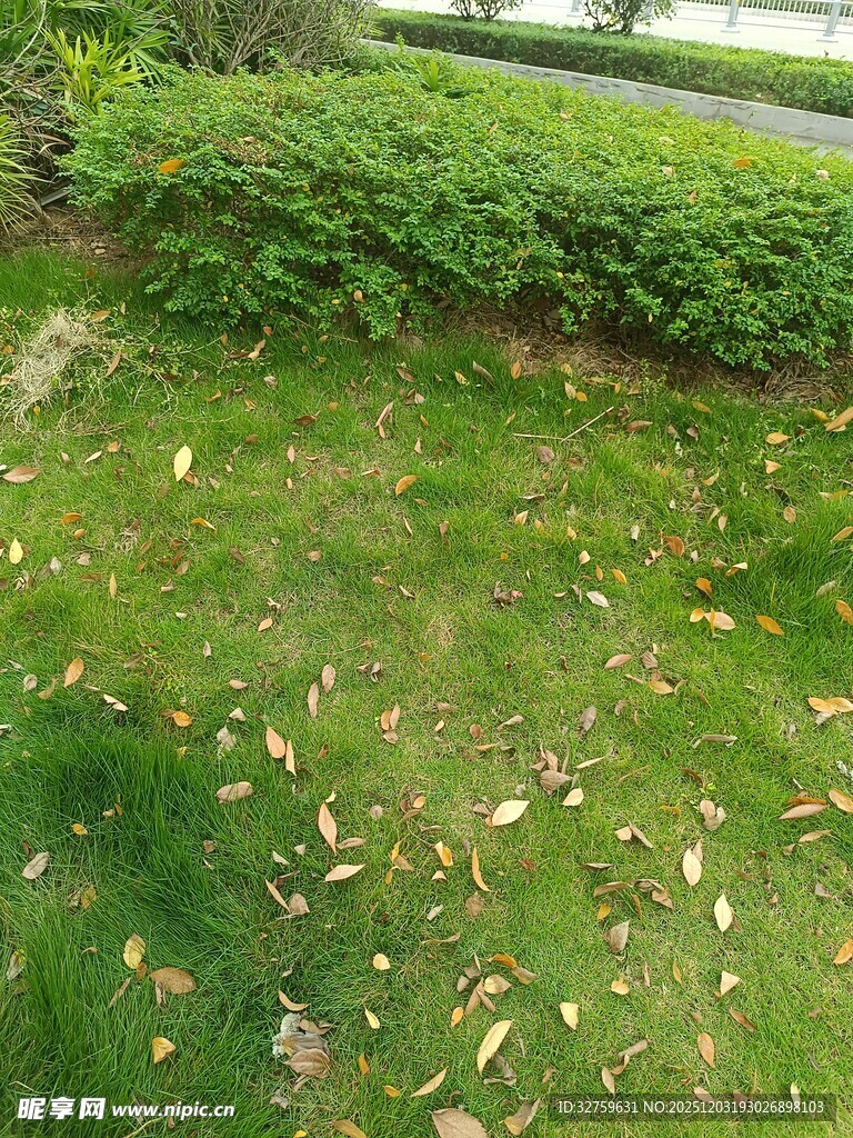 草坪上散落的绿色植物
