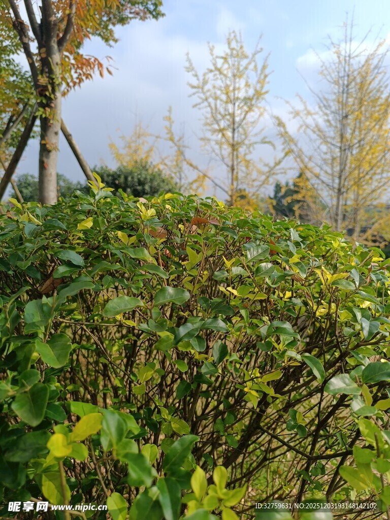 山间繁茂绿植景观