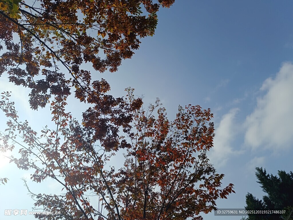 秋日树梢与蓝天美景