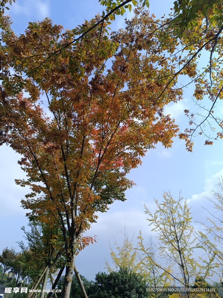 秋日绚烂枫树