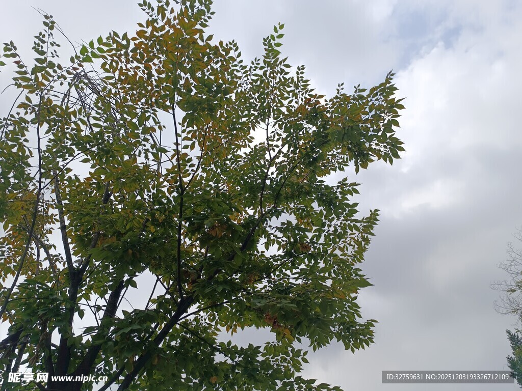 天空下的繁茂绿树