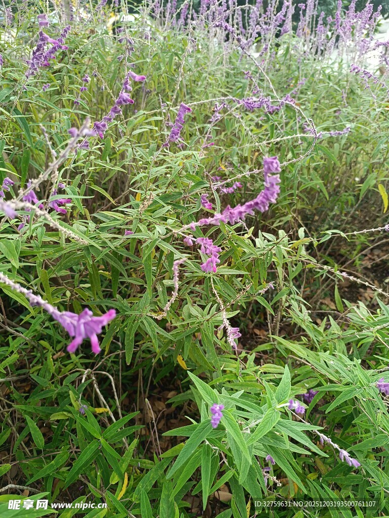 紫色野花在草丛中绽放