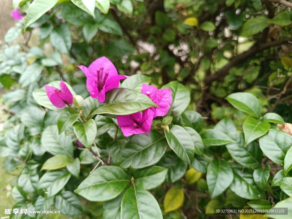 娇艳三角梅绽放绿叶间