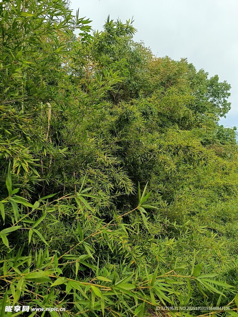 茂密葱郁的绿色植物景观