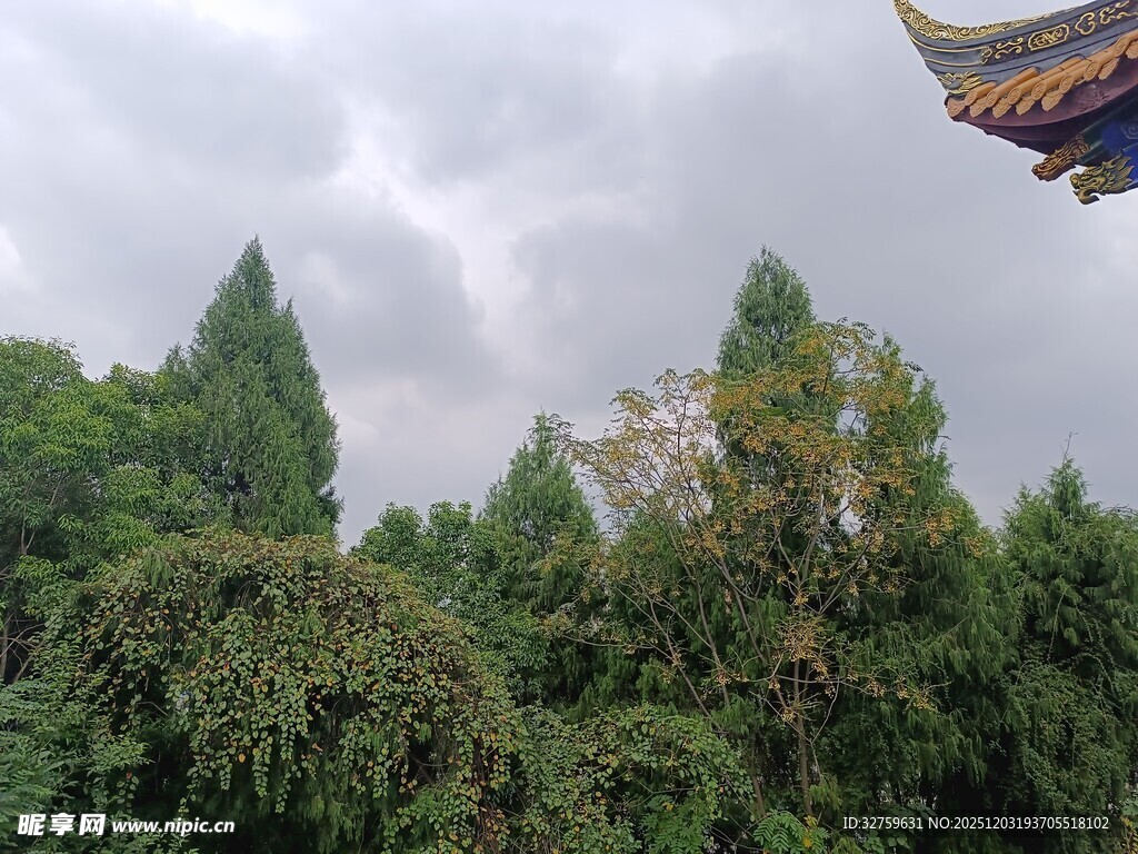 古建旁葱郁树林