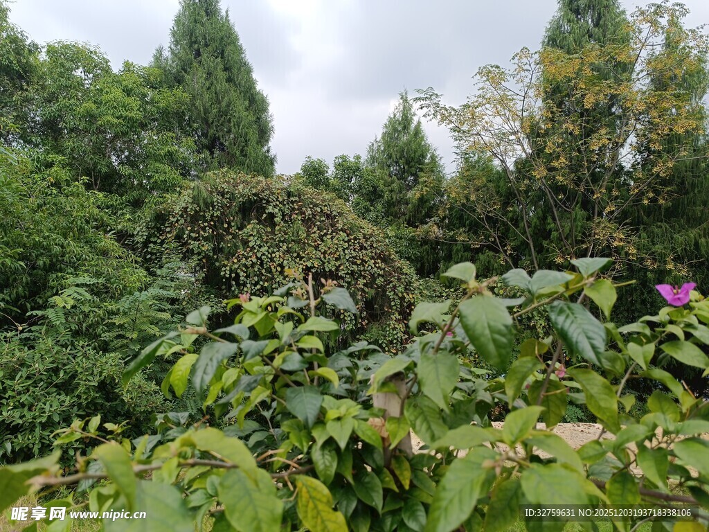 繁茂绿植中的自然景致