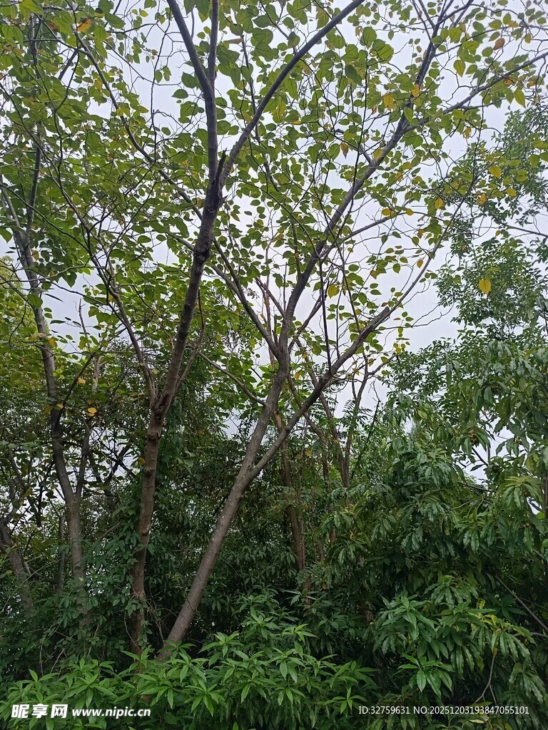 繁茂树林中的挺拔树木