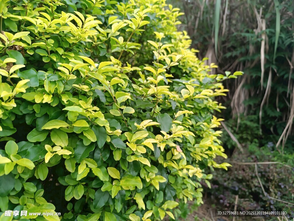 翠绿繁茂的灌木景观