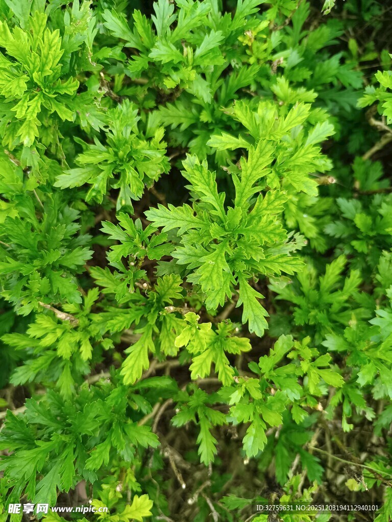 翠绿繁茂的植物叶片