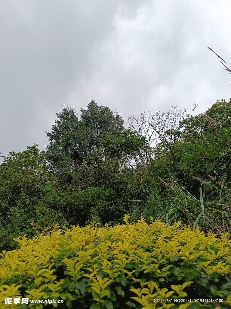 繁茂绿植中的黄色花丛