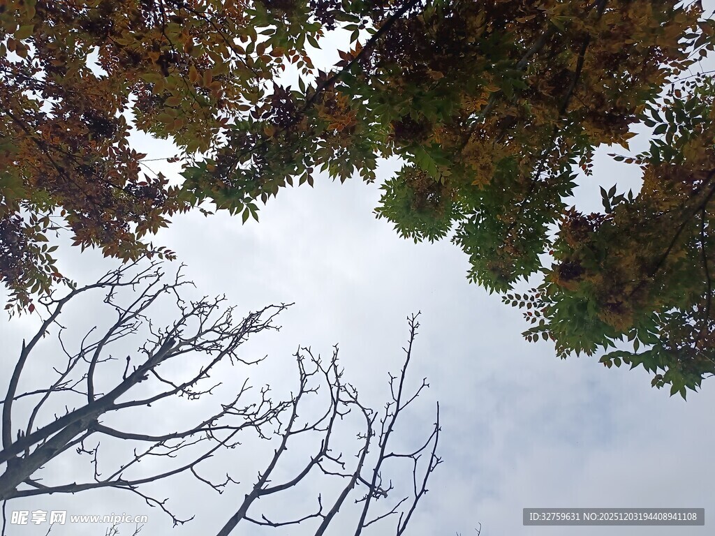 仰视秋日树梢与天空