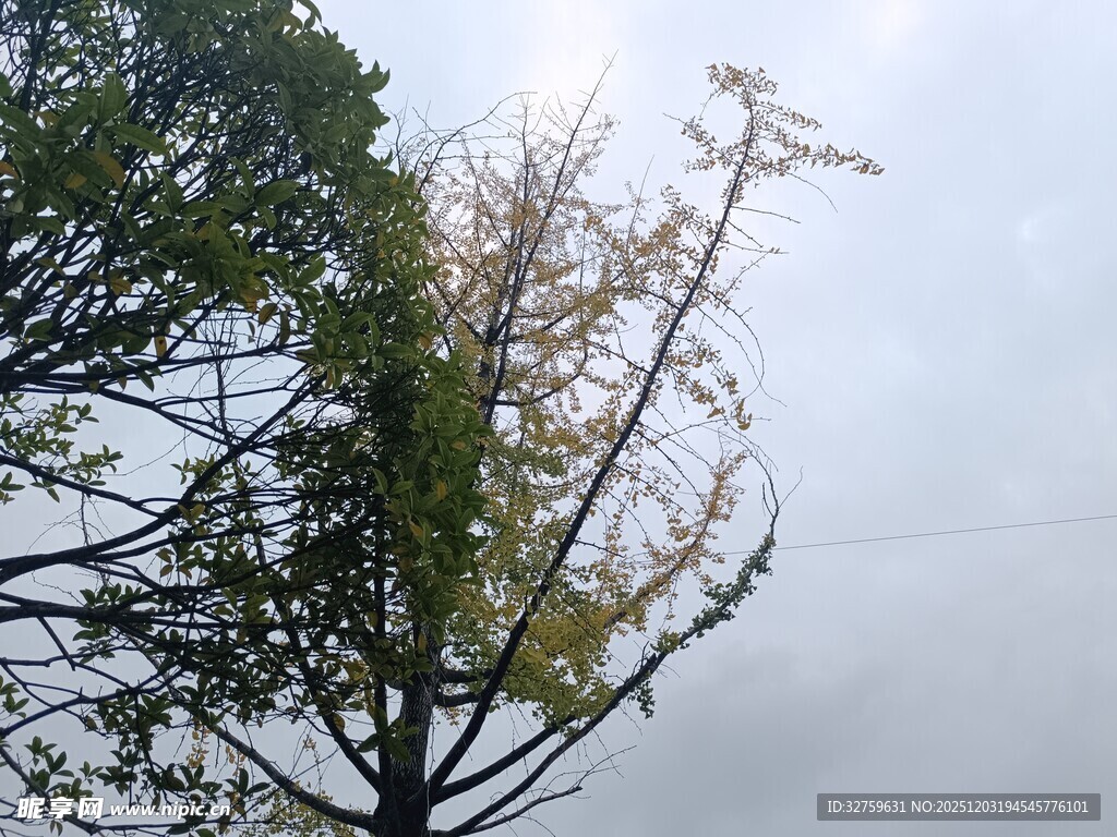 树梢上的天空与枝叶