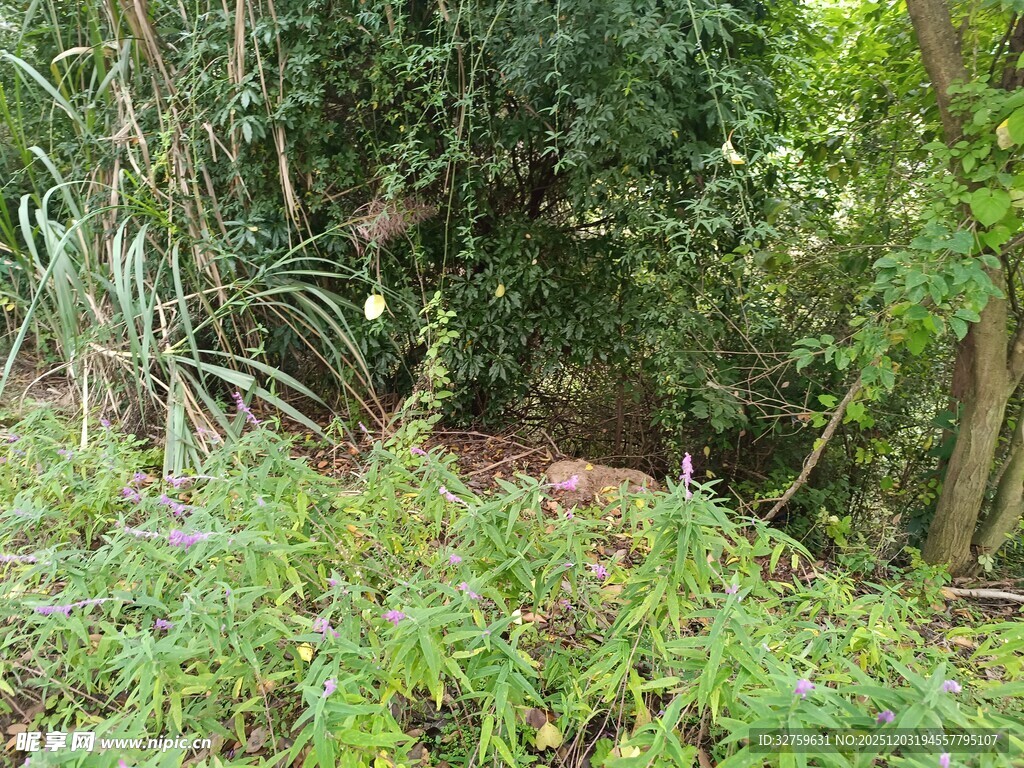 茂密绿植中的自然景象