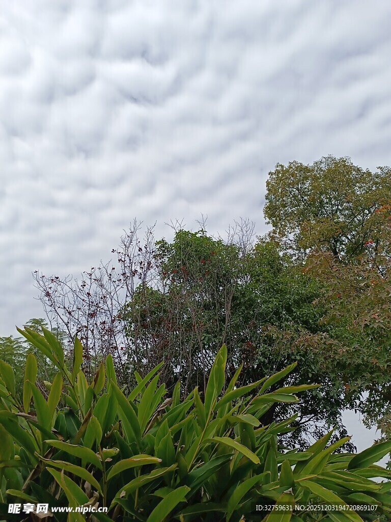 阴天中的绿植与树冠