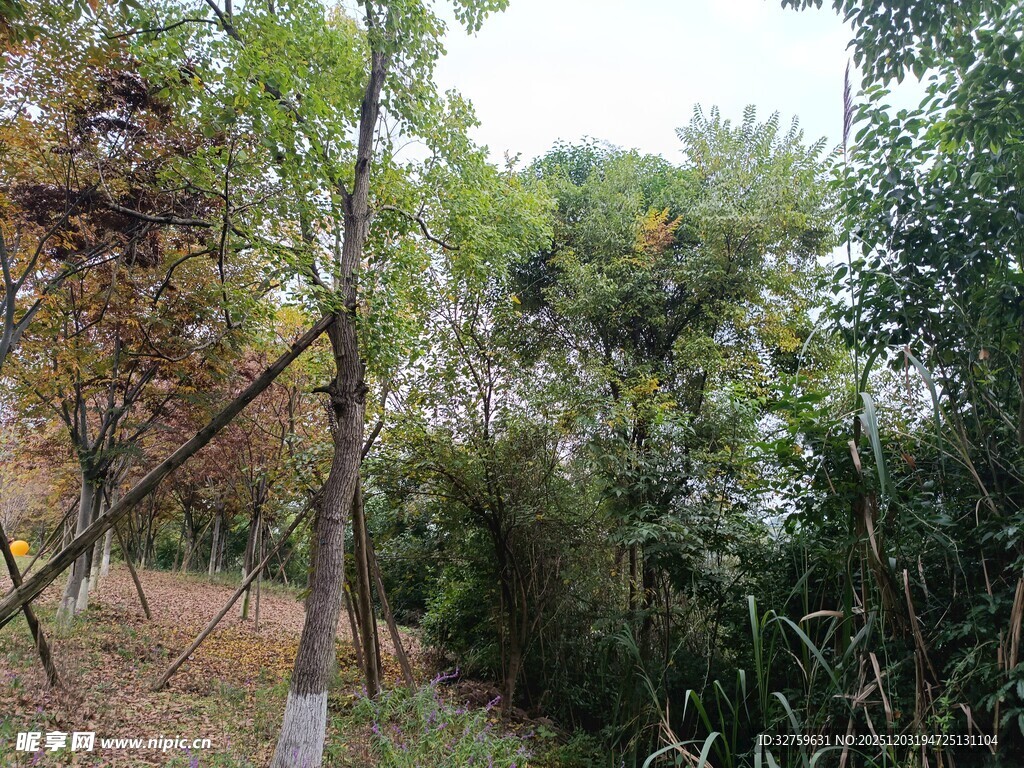 户外繁茂树林景象