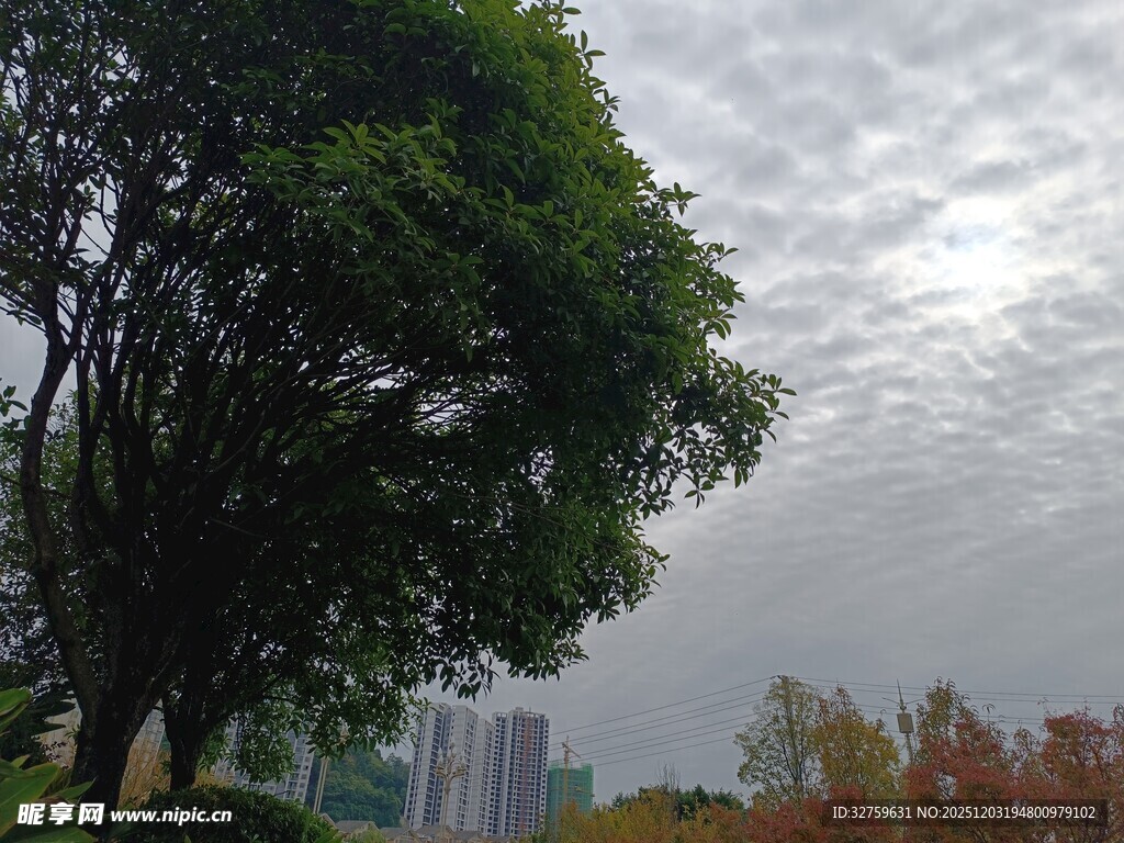 城市中繁茂树木与天际线