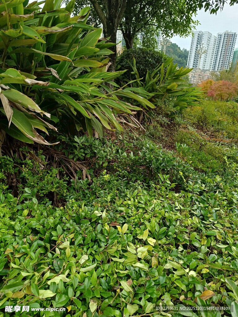 绿意盎然的草地植物景观