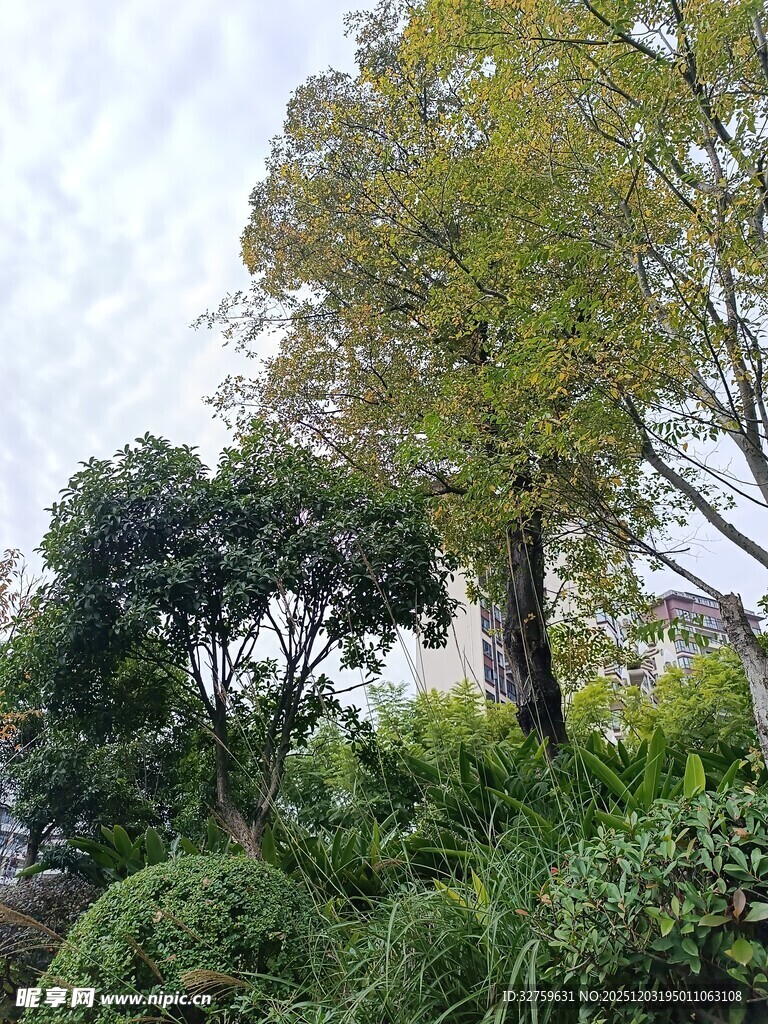 绿意盎然的园林植物景观