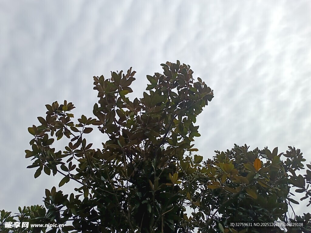 仰视树冠与天空景象