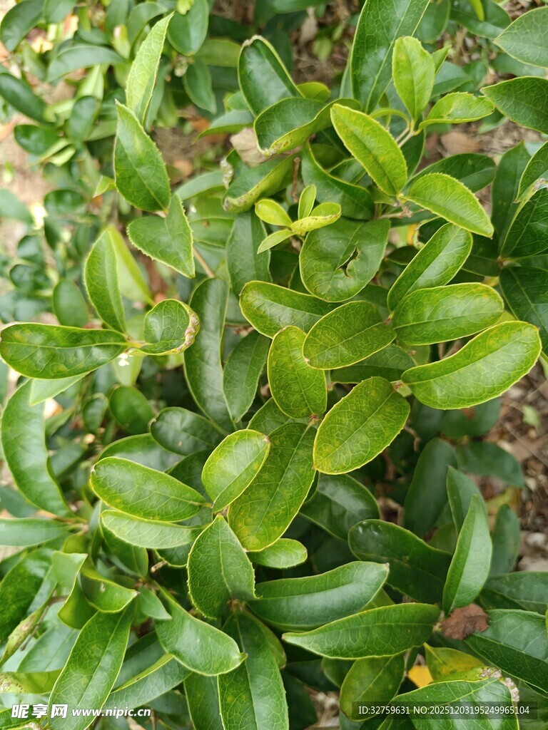 翠绿繁茂的绿植景观