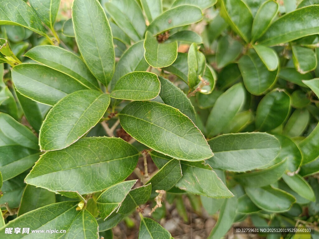 翠绿叶片的植物特写