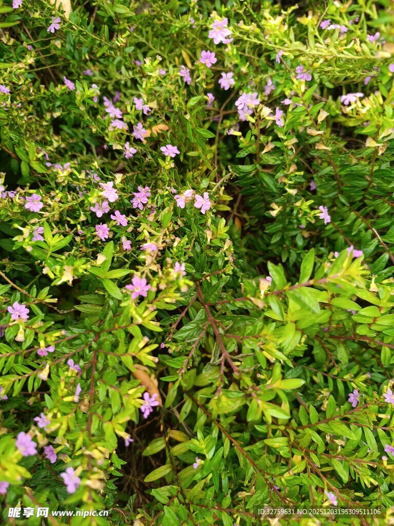 繁茂绿植中的紫色小花
