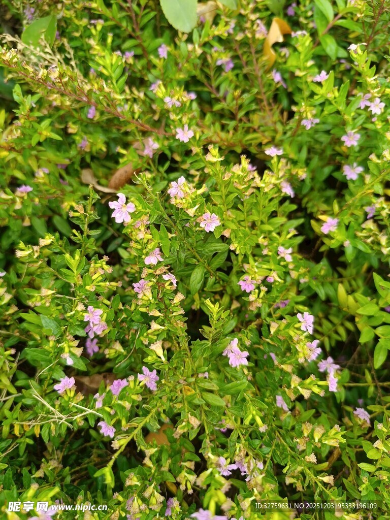 绿叶丛中的紫色小花