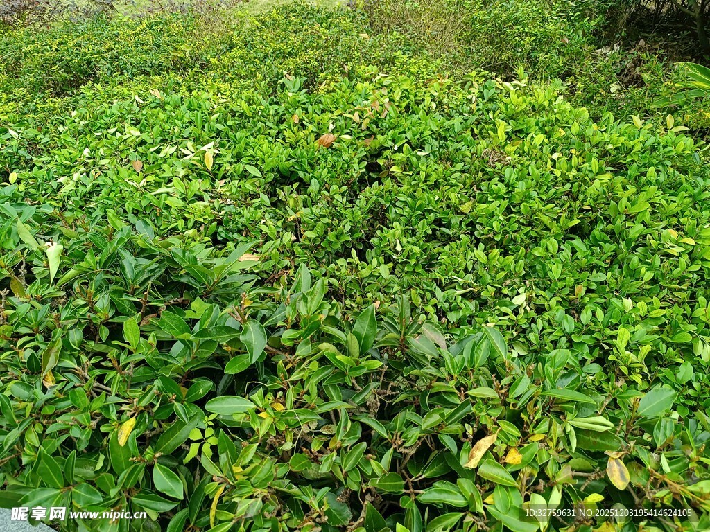 茂密绿植景观