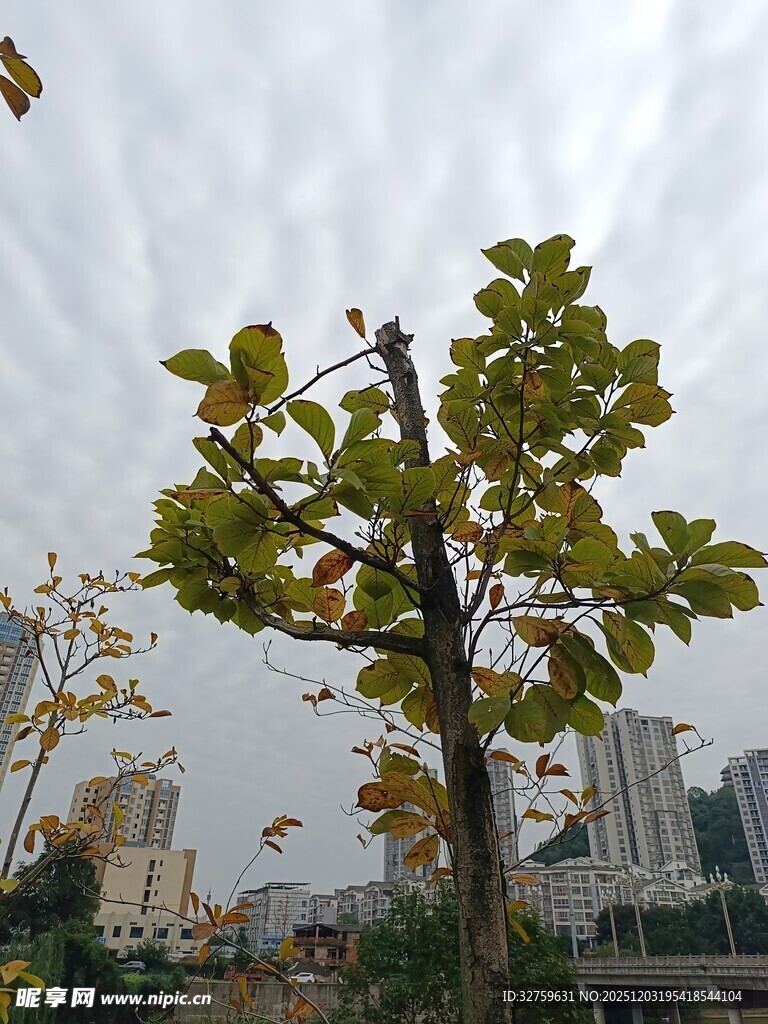 城市中独株黄叶树木
