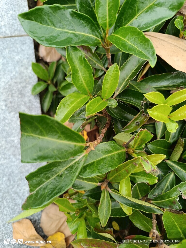 绿叶繁茂的植物景观