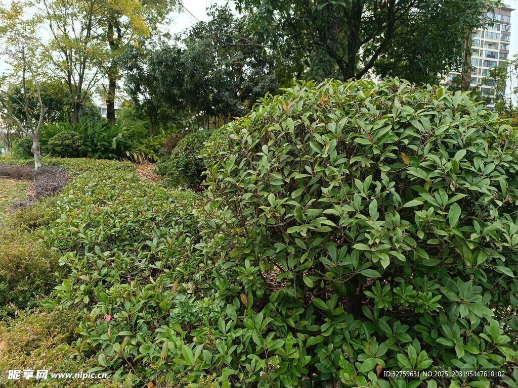 绿意盎然的灌木丛景观