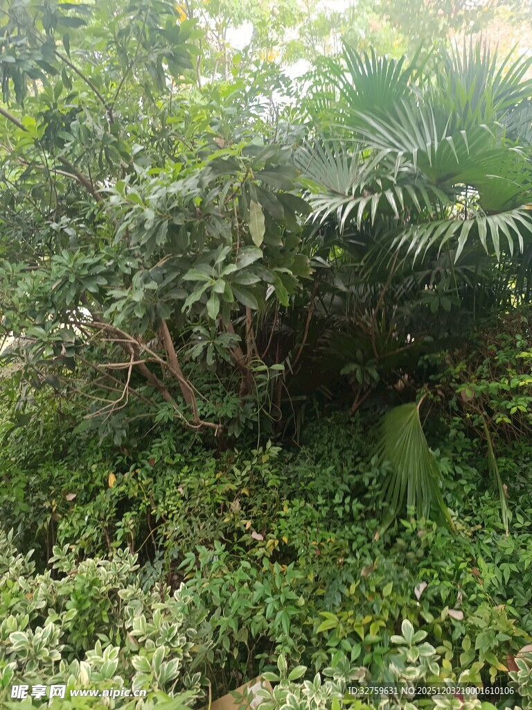 繁茂绿植景观