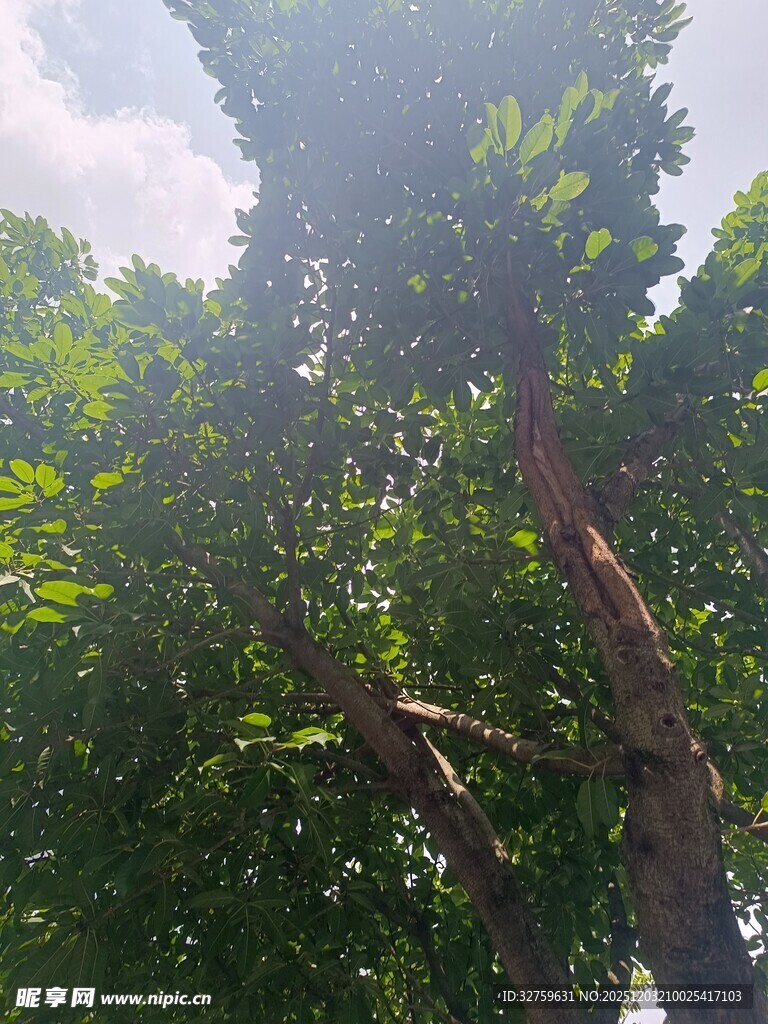 阳光洒落茂密绿树间