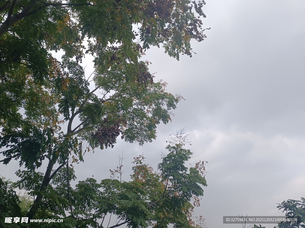 阴天里的繁茂树枝