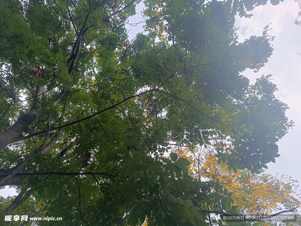 仰视葱郁树木与天空