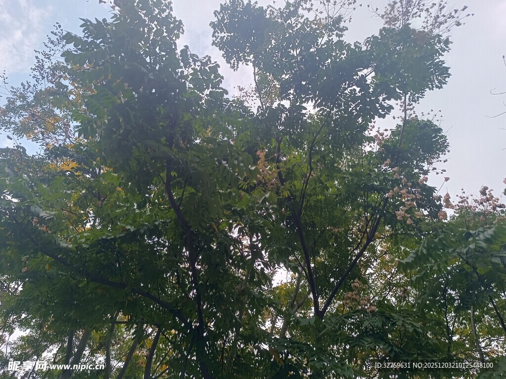 繁茂绿树 